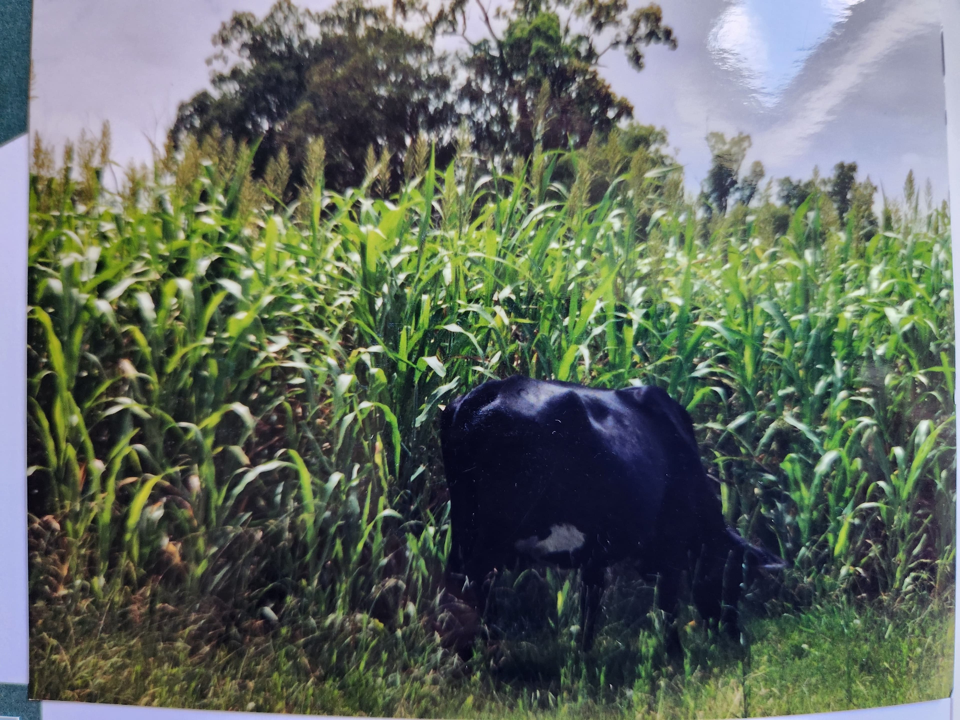 3626 Stanthorpe Inglewood Road, Warroo QLD 4387, Warroo - Thumbnail 6