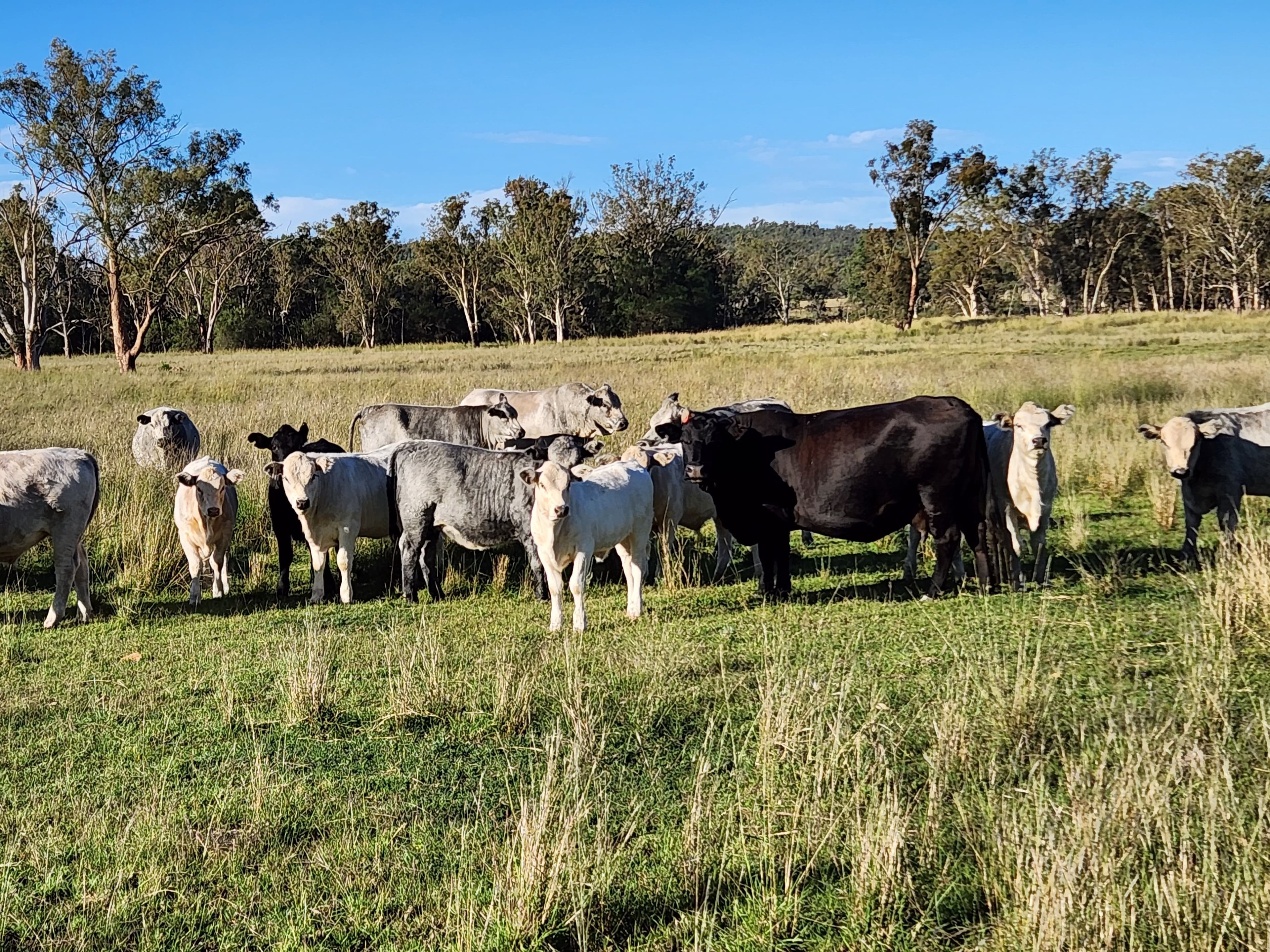 3626 Stanthorpe Inglewood Road, Warroo QLD 4387, Warroo - Thumbnail 8