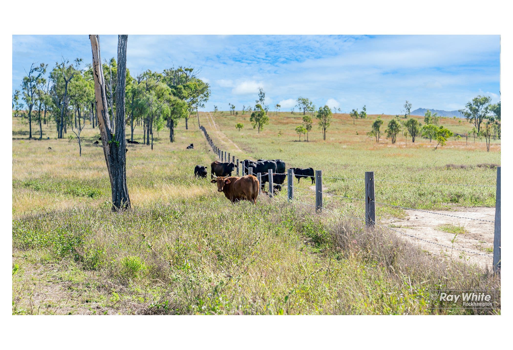 843 Artillery Road, Sandringham QLD 4701, Sandringham - Thumbnail 7