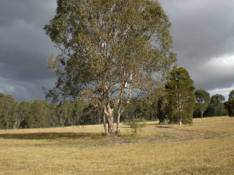 Lot 132 Nutans Crest, WORRIGEE NSW 2540, Worrigee - Image 1