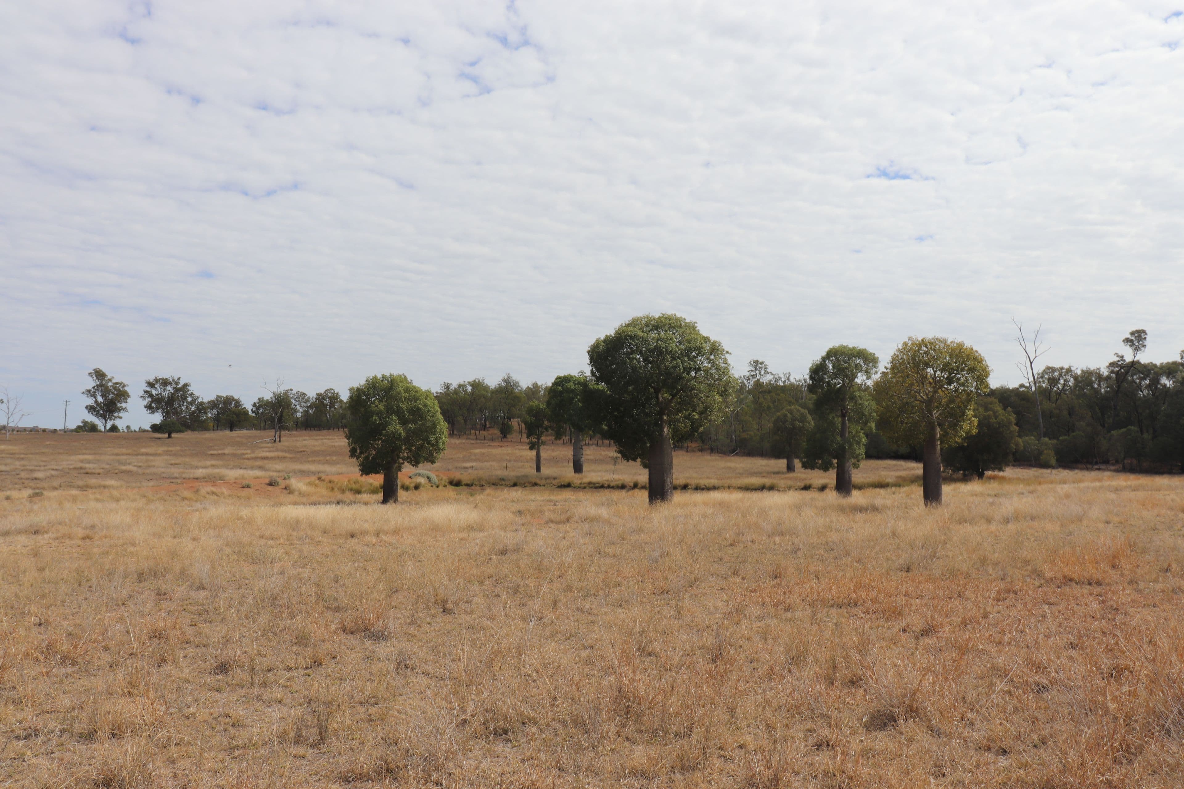 110 Benhams Road, Mundubbera QLD 4626, Mundubbera - Thumbnail 4