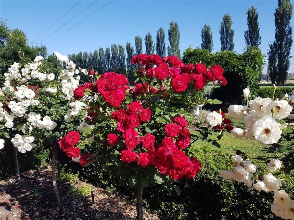256 Tumut Plains Road, Tumut NSW 2720, Tumut - Thumbnail 7