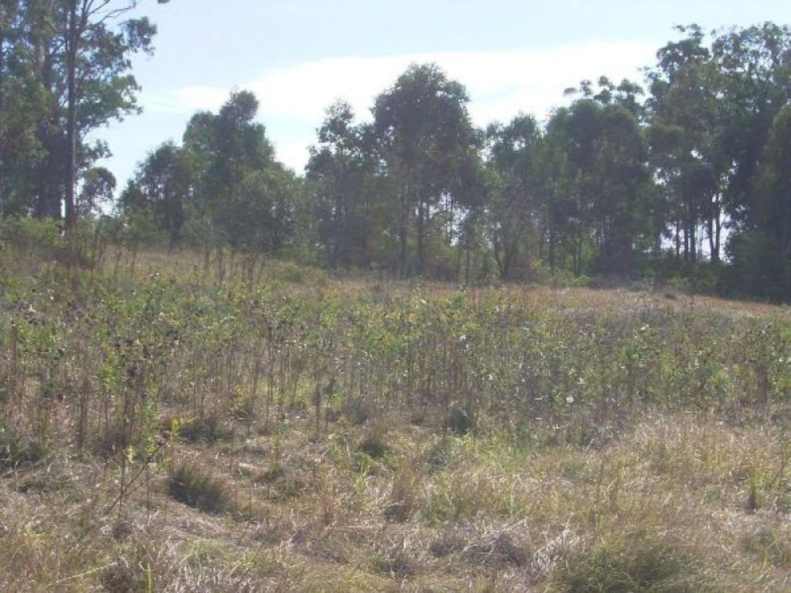 Ellangowan NSW 2470, Ellangowan - Thumbnail 5