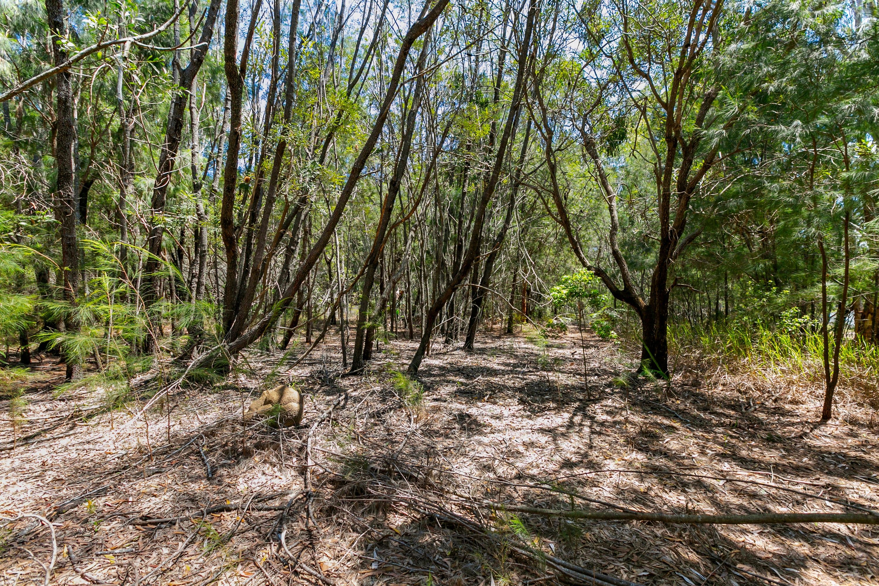 1 Amaroo Place, Cooroibah QLD 4565, Cooroibah - Thumbnail 6