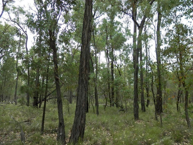 Lot 8 Pine Ridge Road Condamine Farms, MILLMERRAN QLD 4357, Millmerran - Thumbnail 2