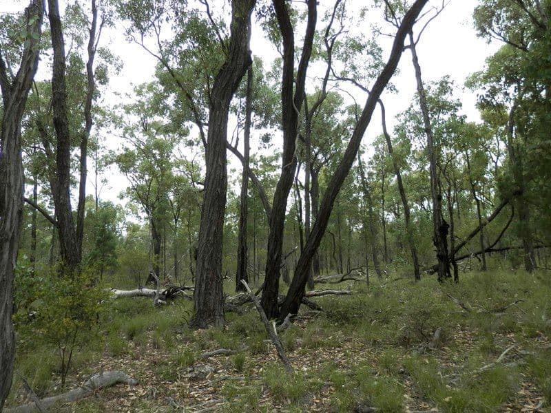Lot 8 Pine Ridge Road Condamine Farms, MILLMERRAN QLD 4357, Millmerran - Thumbnail 3