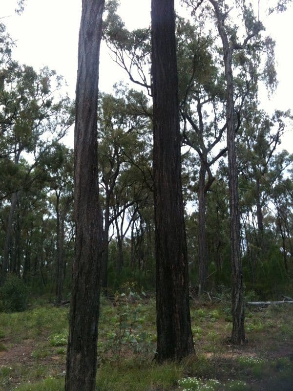 Lot 8 Pine Ridge Road Condamine Farms, MILLMERRAN QLD 4357, Millmerran - Thumbnail 4