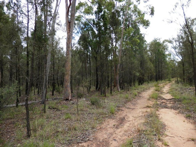 Lot 8 Pine Ridge Road Condamine Farms, MILLMERRAN QLD 4357, Millmerran - Thumbnail 7