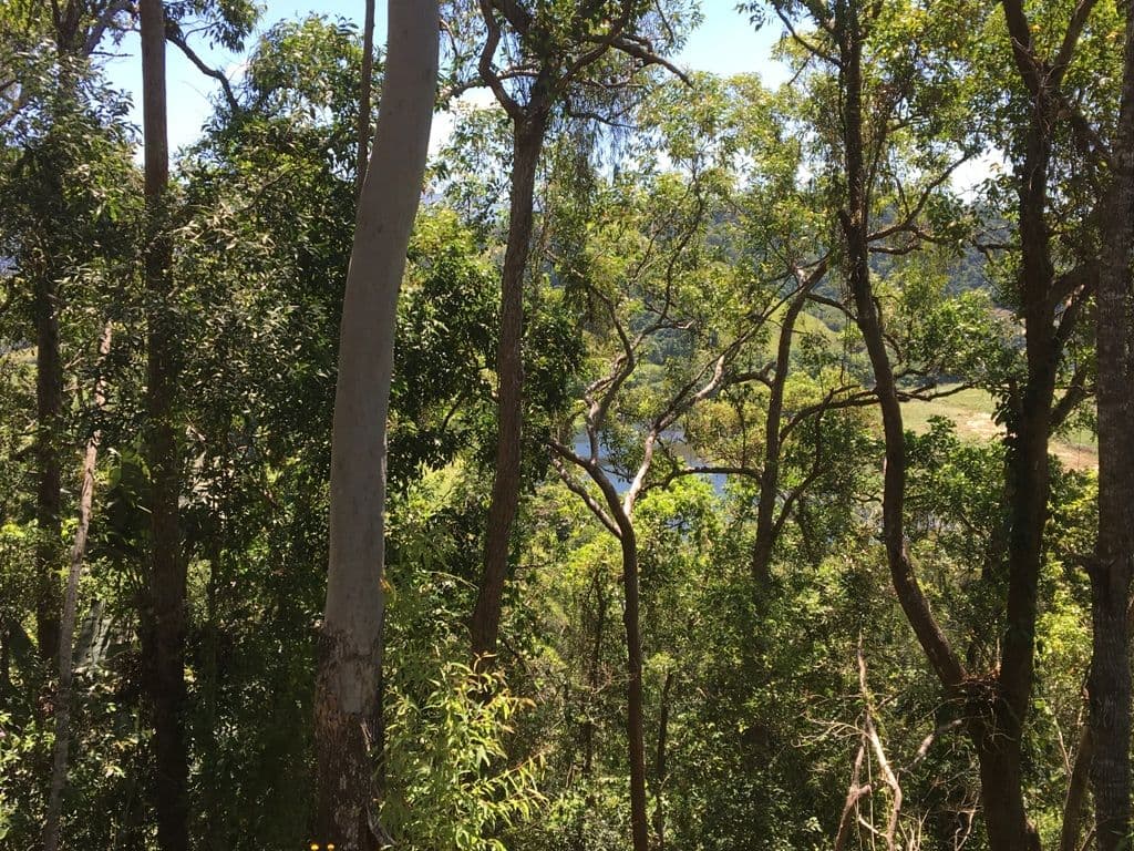 Lot 1 Stewart Creek Road, Daintree QLD 4873, Daintree - Thumbnail 5