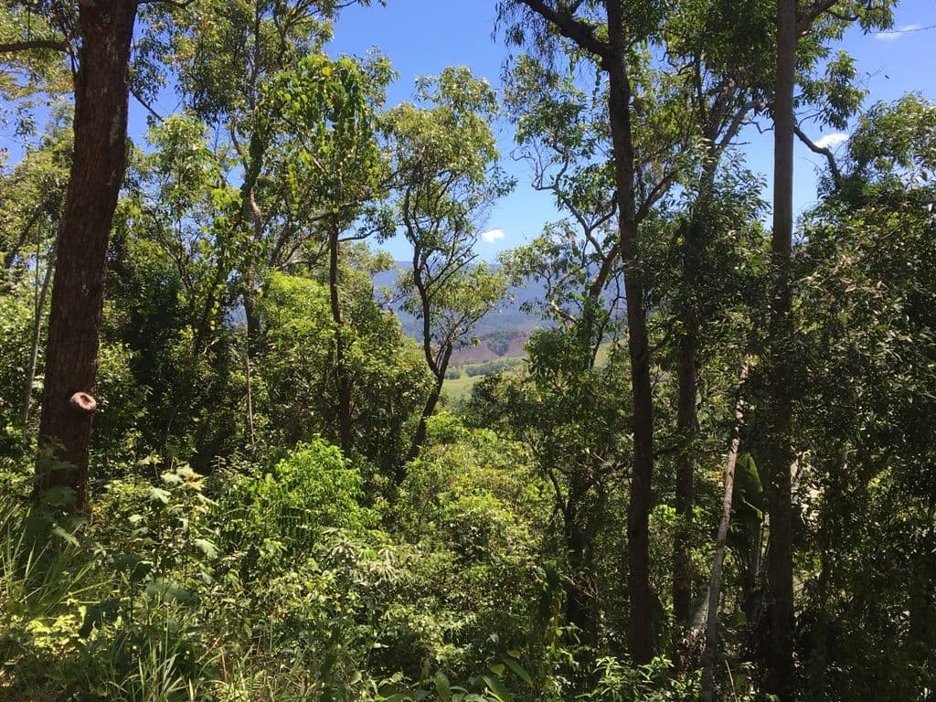 Lot 1 Stewart Creek Road, Daintree QLD 4873, Daintree - Thumbnail 6