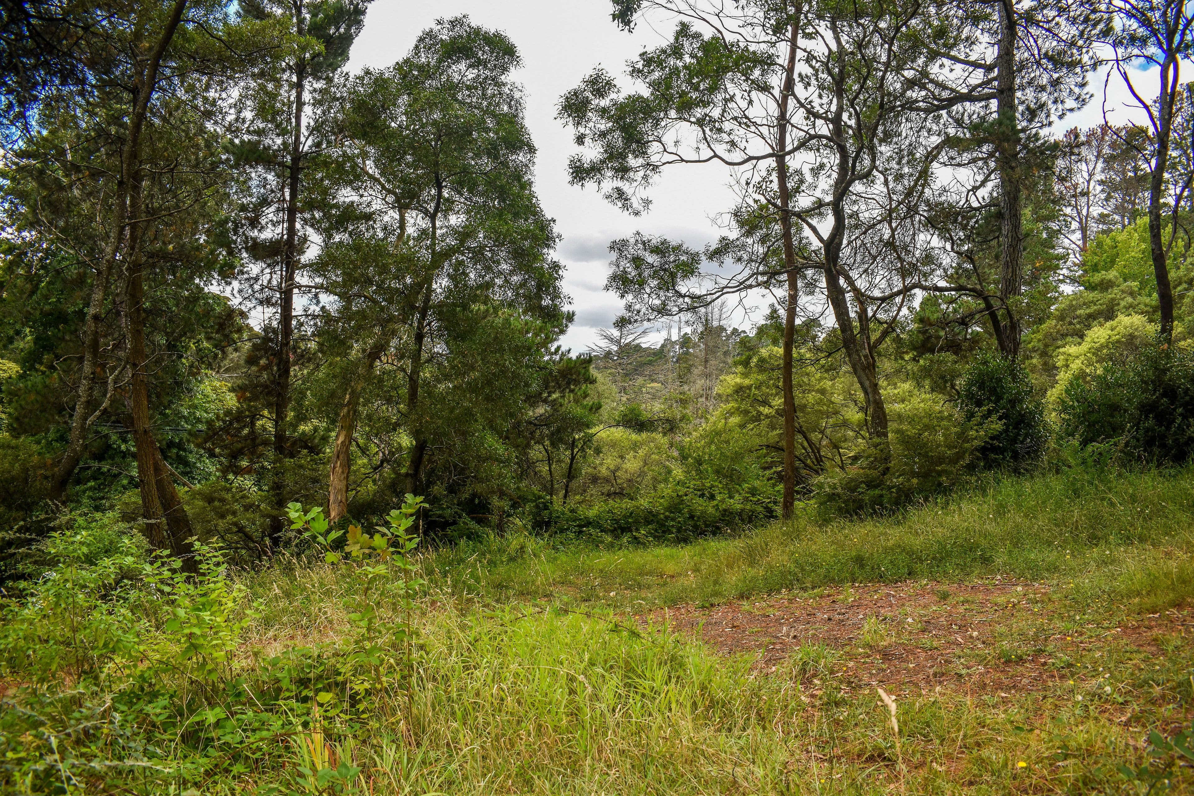24 Gardiner Crescent, Blackheath NSW 2785, Blackheath - Thumbnail 3