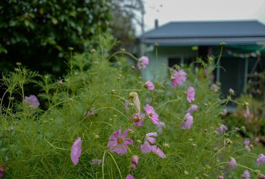 Dorrigo NSW 2453, Dorrigo - Thumbnail 2