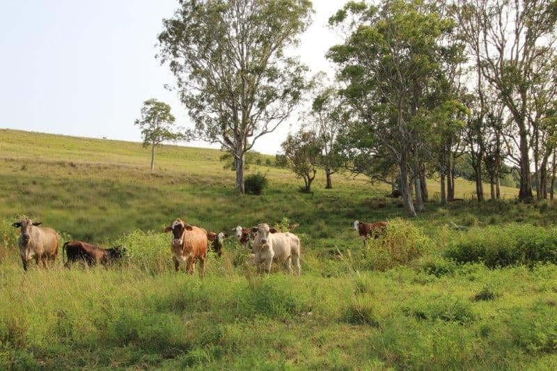 170A Lagoon Grass Road, LISMORE NSW 2480, Lismore - Image 1