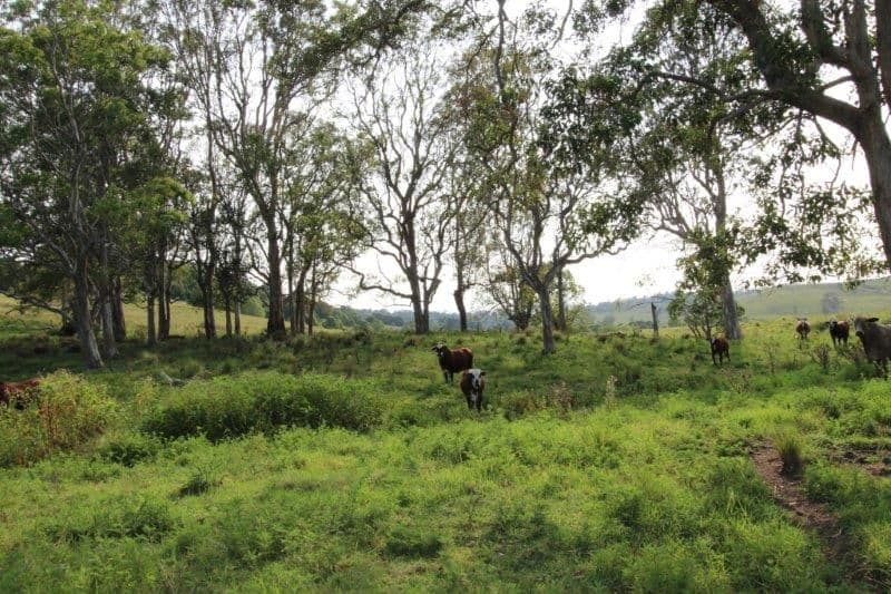 170A Lagoon Grass Road, LISMORE NSW 2480, Lismore - Thumbnail 3