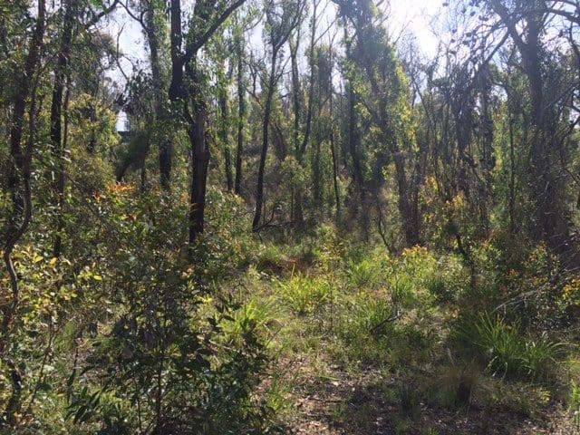 47 Salisbury Avenue, Mount Victoria NSW 2786, Mount Victoria - Thumbnail 2