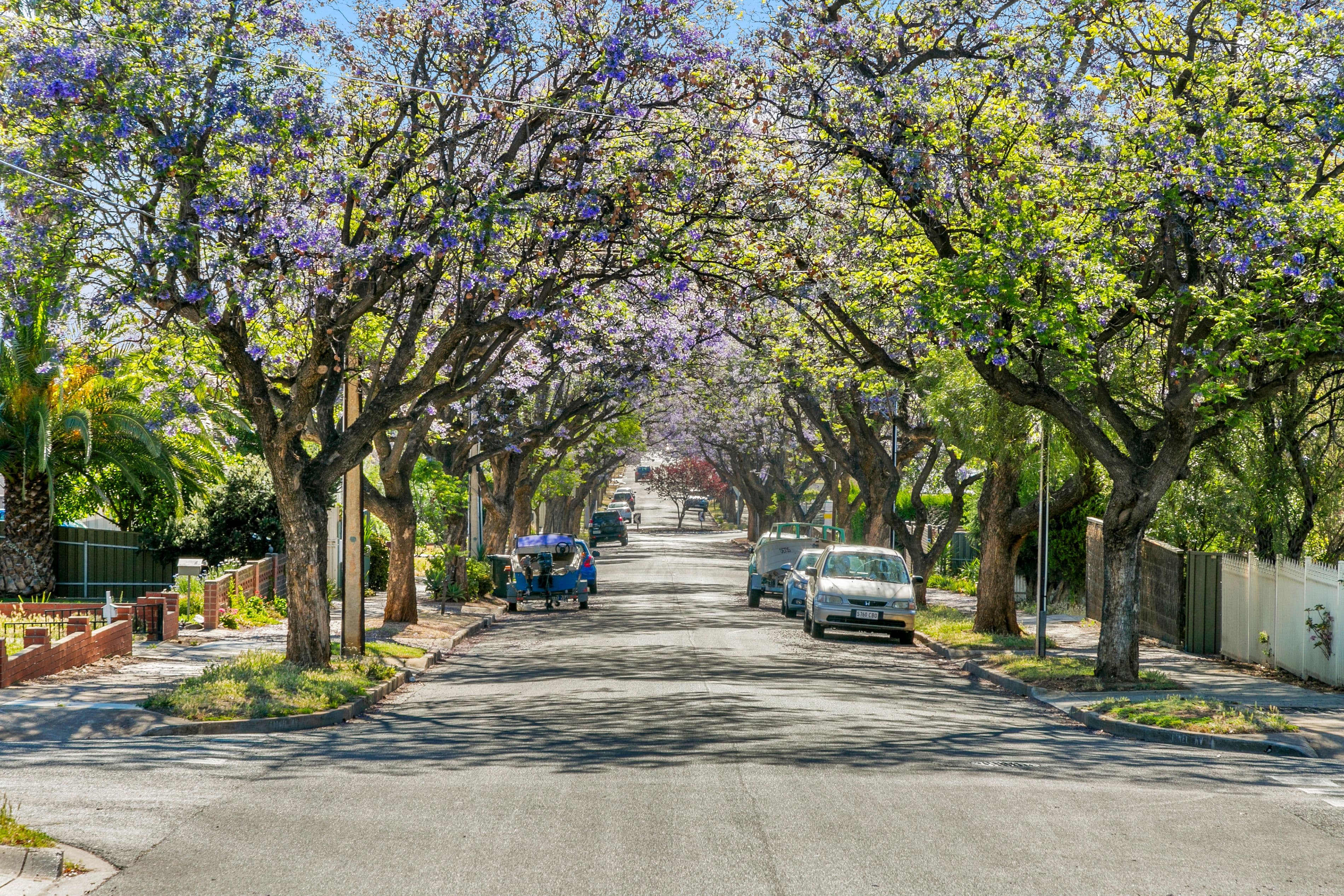 65 Lionel Avenue, Blair Athol SA 5084, Blair Athol - Thumbnail 2