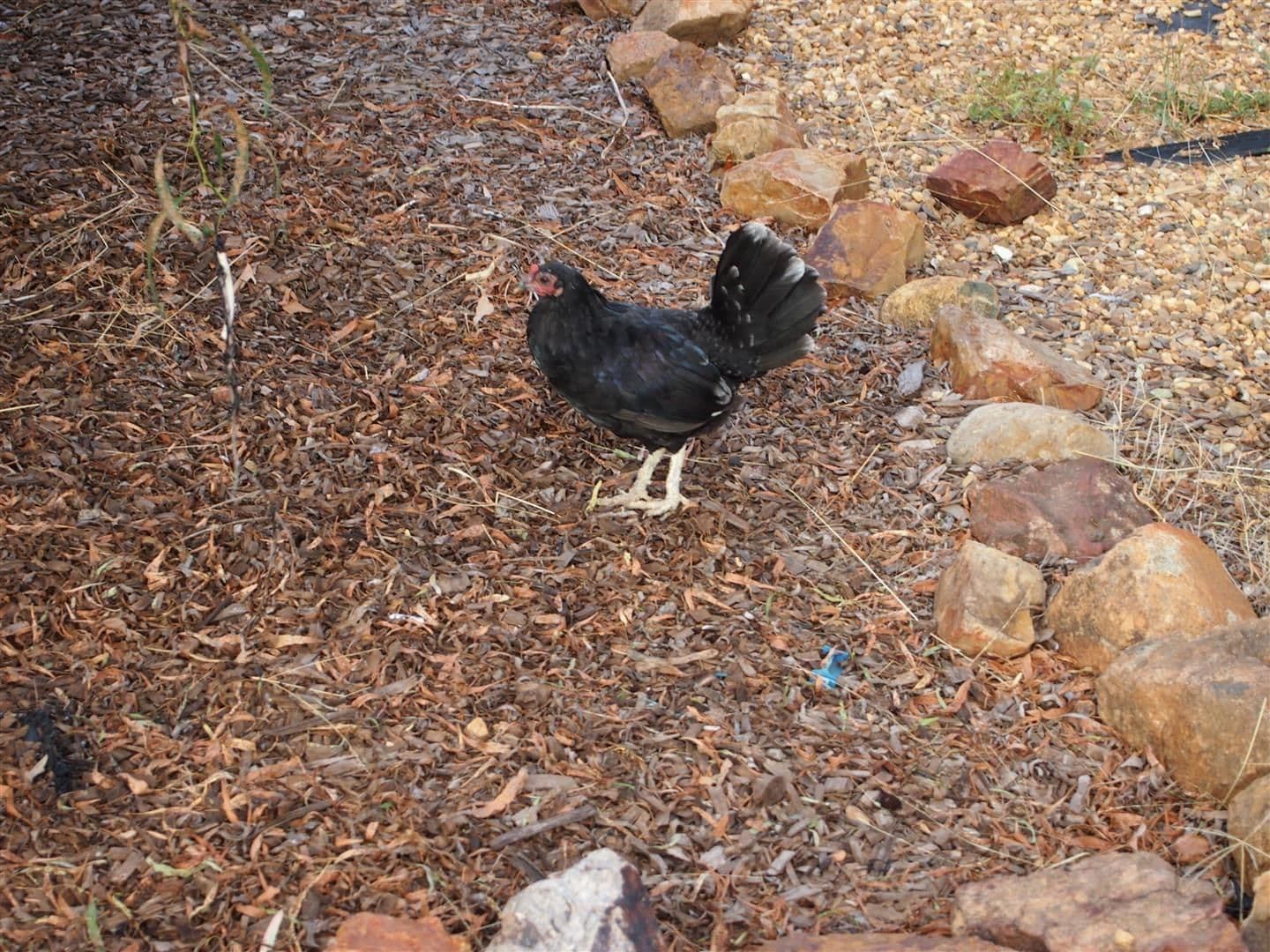 1 Joshroddan, Peak Hill NSW 2869, Peak Hill - Thumbnail 8