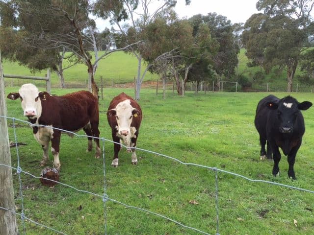 25 Colbert Road, Kangarilla SA 5157, Kangarilla - Thumbnail 3