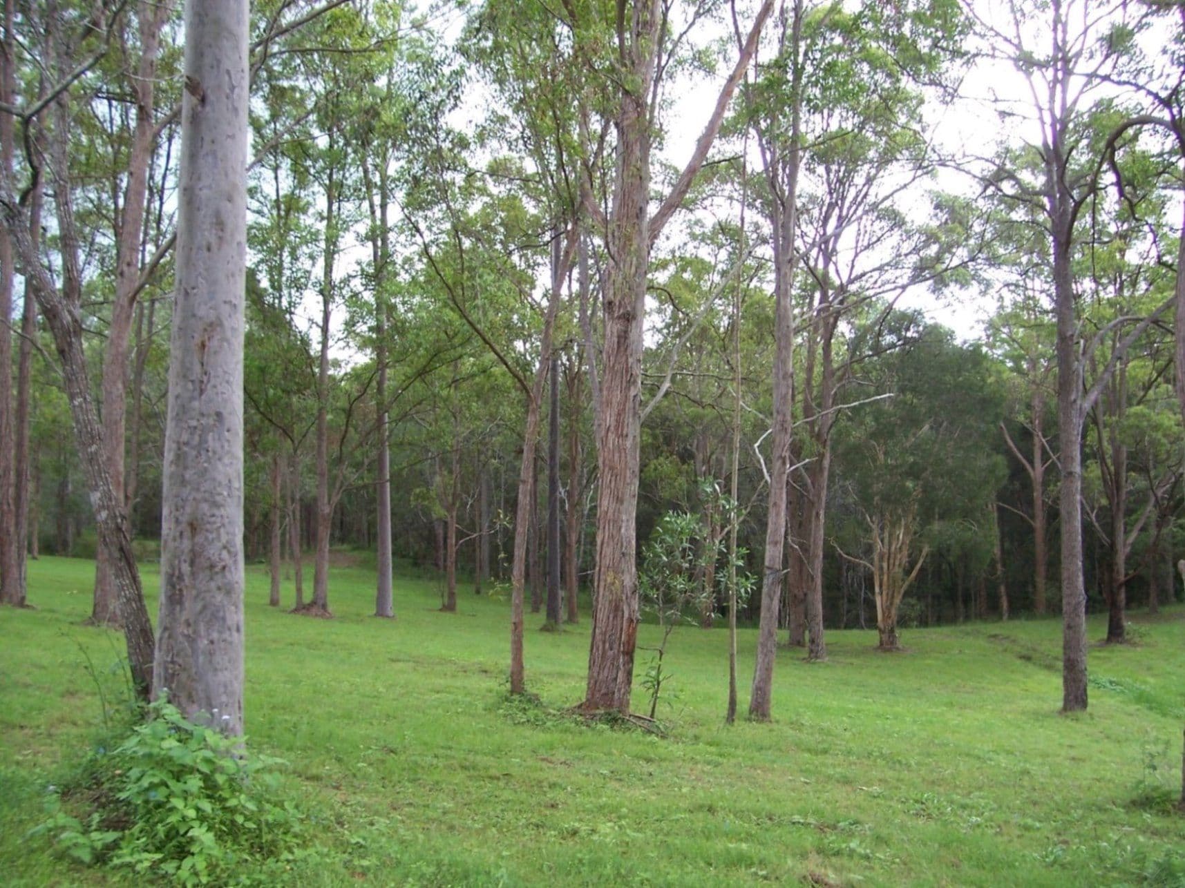 22 Allarado Place, TAMAREE QLD 4570, Tamaree - Thumbnail 7