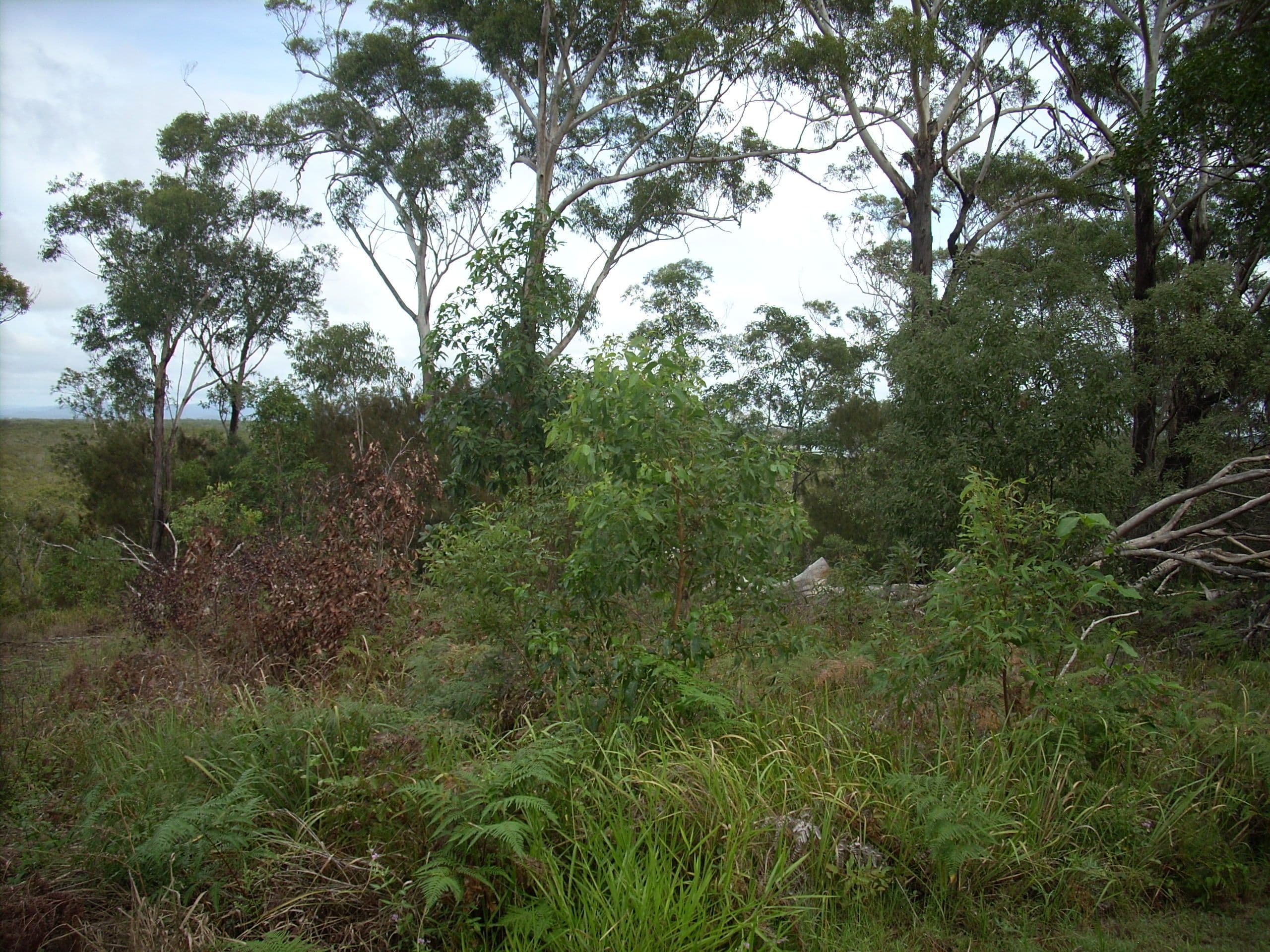 32 Deenya Parade, Russell Island QLD 4184, Russell Island - Thumbnail 6