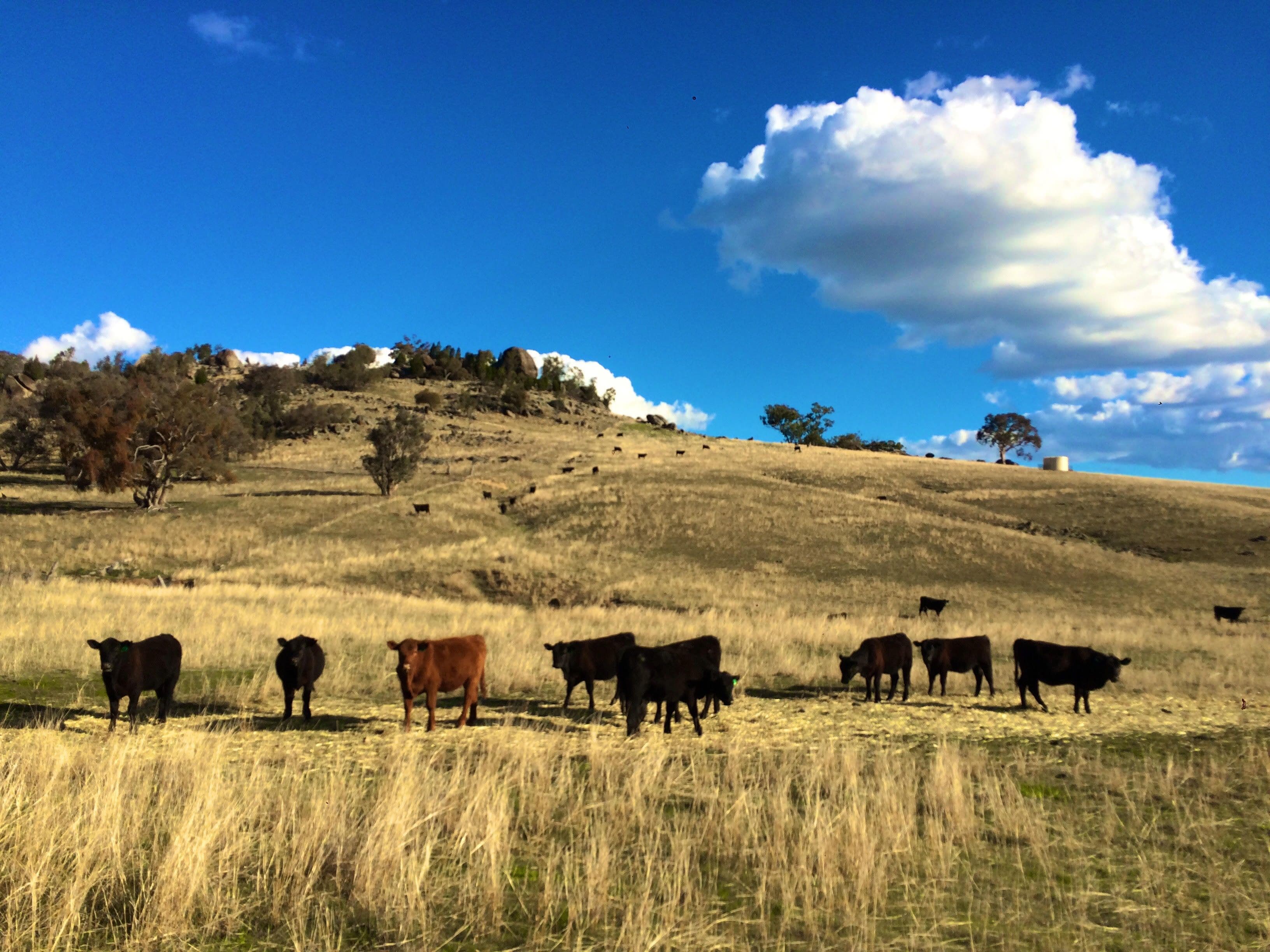 Lot 2 Mount McDonald Road, WYANGALA DAM NSW 2808, Wyangala - Image 1