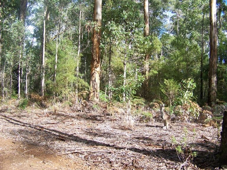 119 Karri Lane, QUINNINUP WA 6258, Quinninup - Thumbnail 5