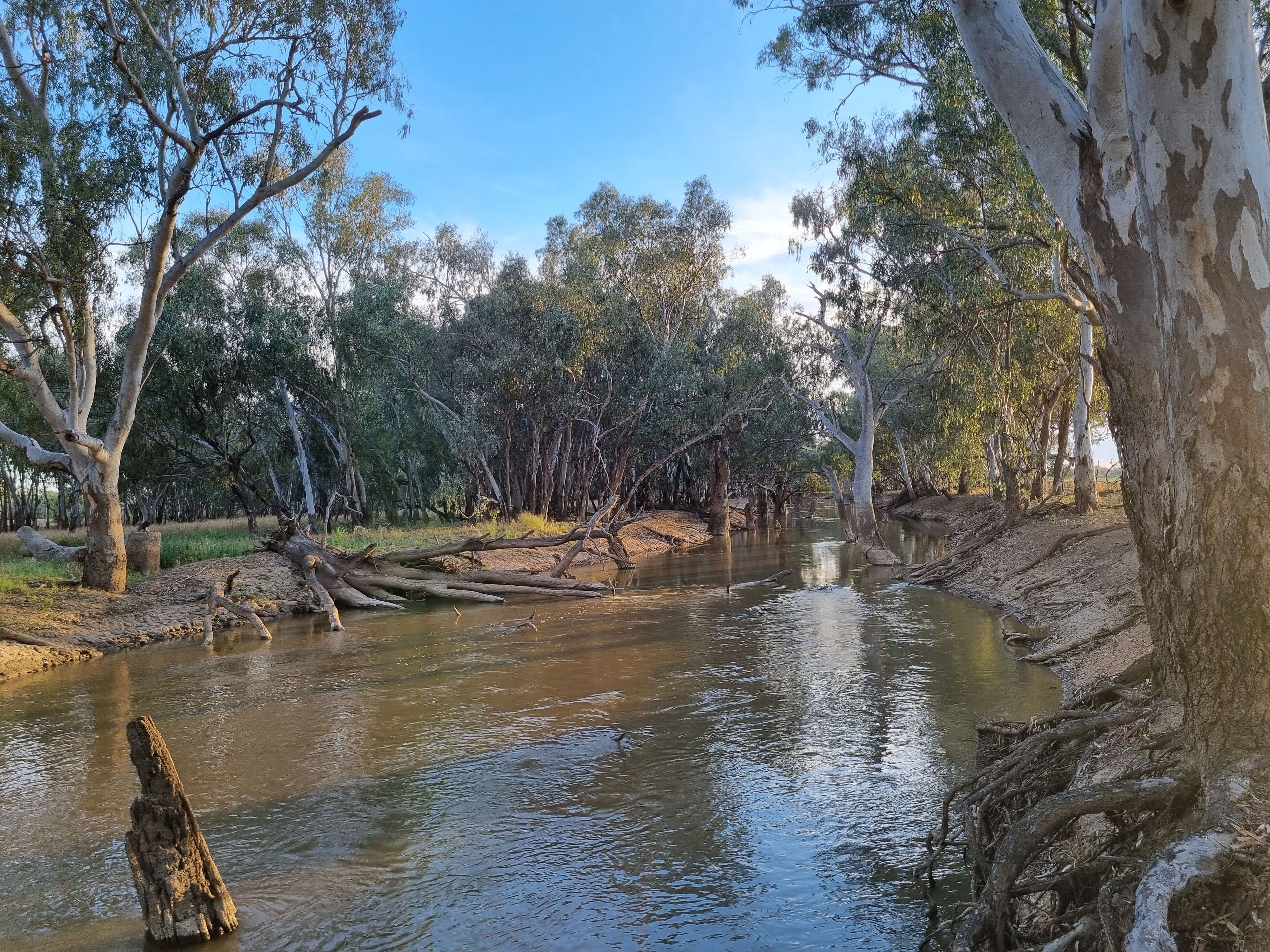 985 North Forbes Road, Condobolin NSW 2877, Condobolin - Thumbnail 3
