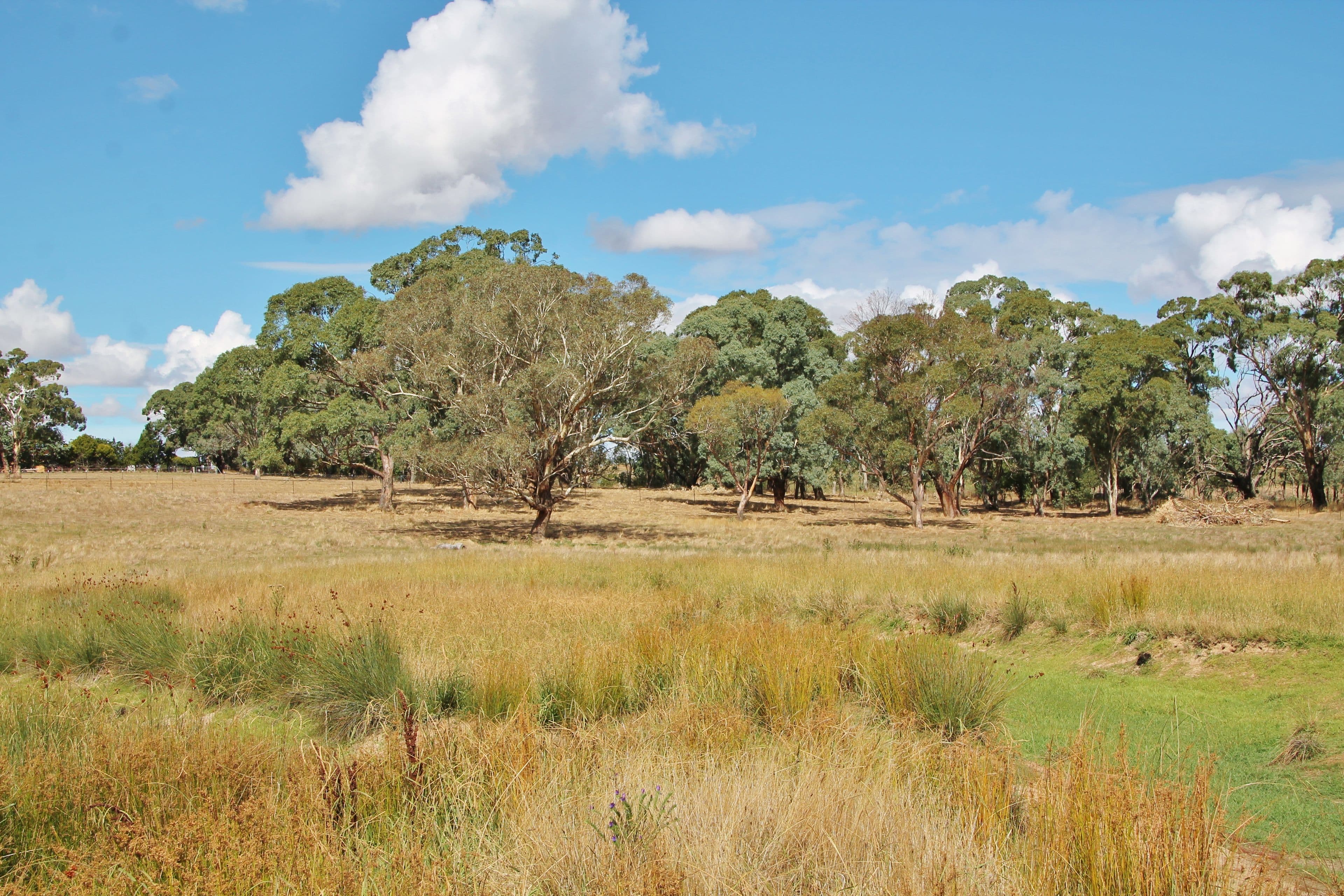 161 Bonnington Road Kingsvale via, YOUNG NSW 2594, Young - Thumbnail 6