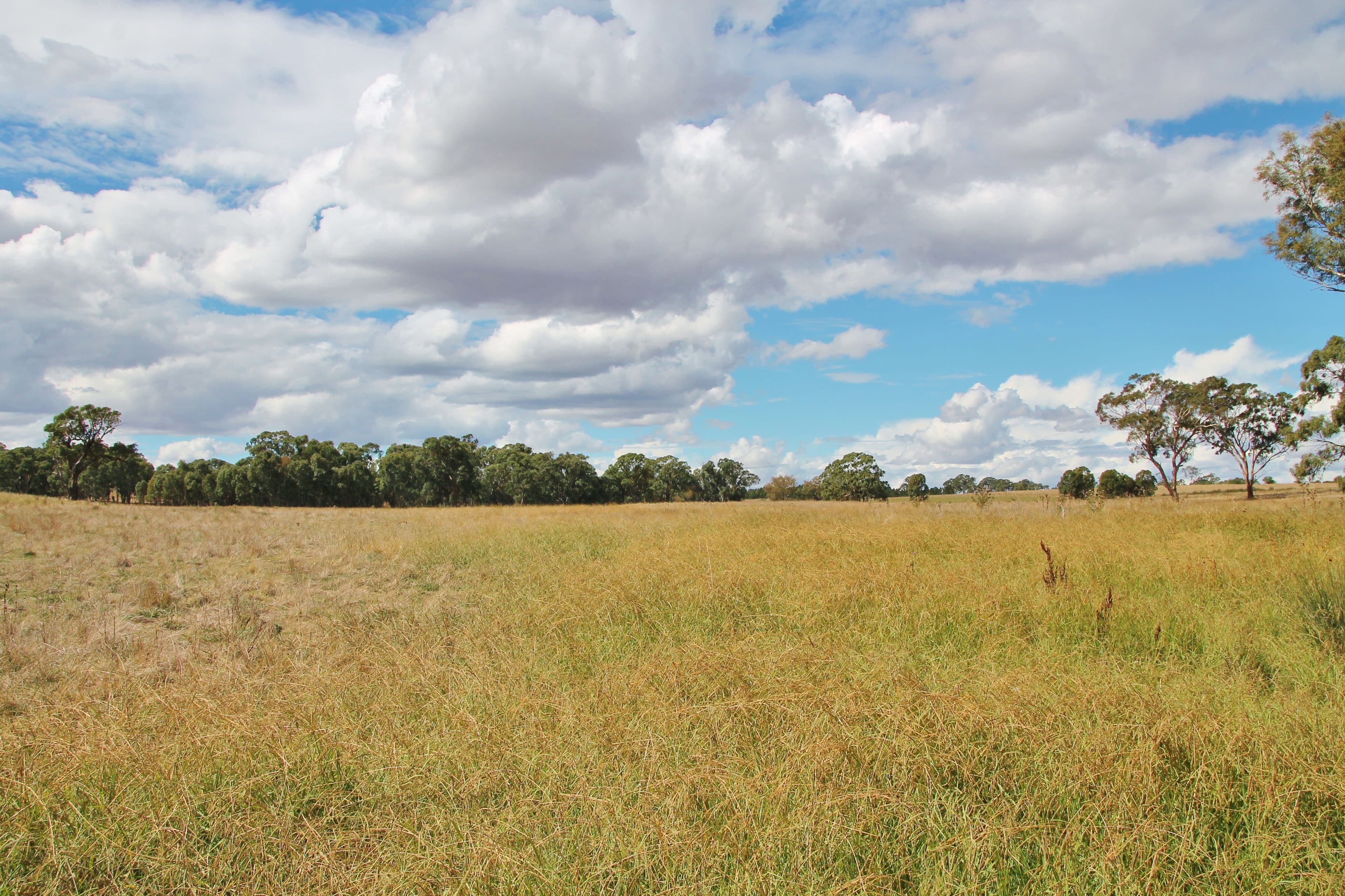 161 Bonnington Road Kingsvale via, YOUNG NSW 2594, Young - Thumbnail 7