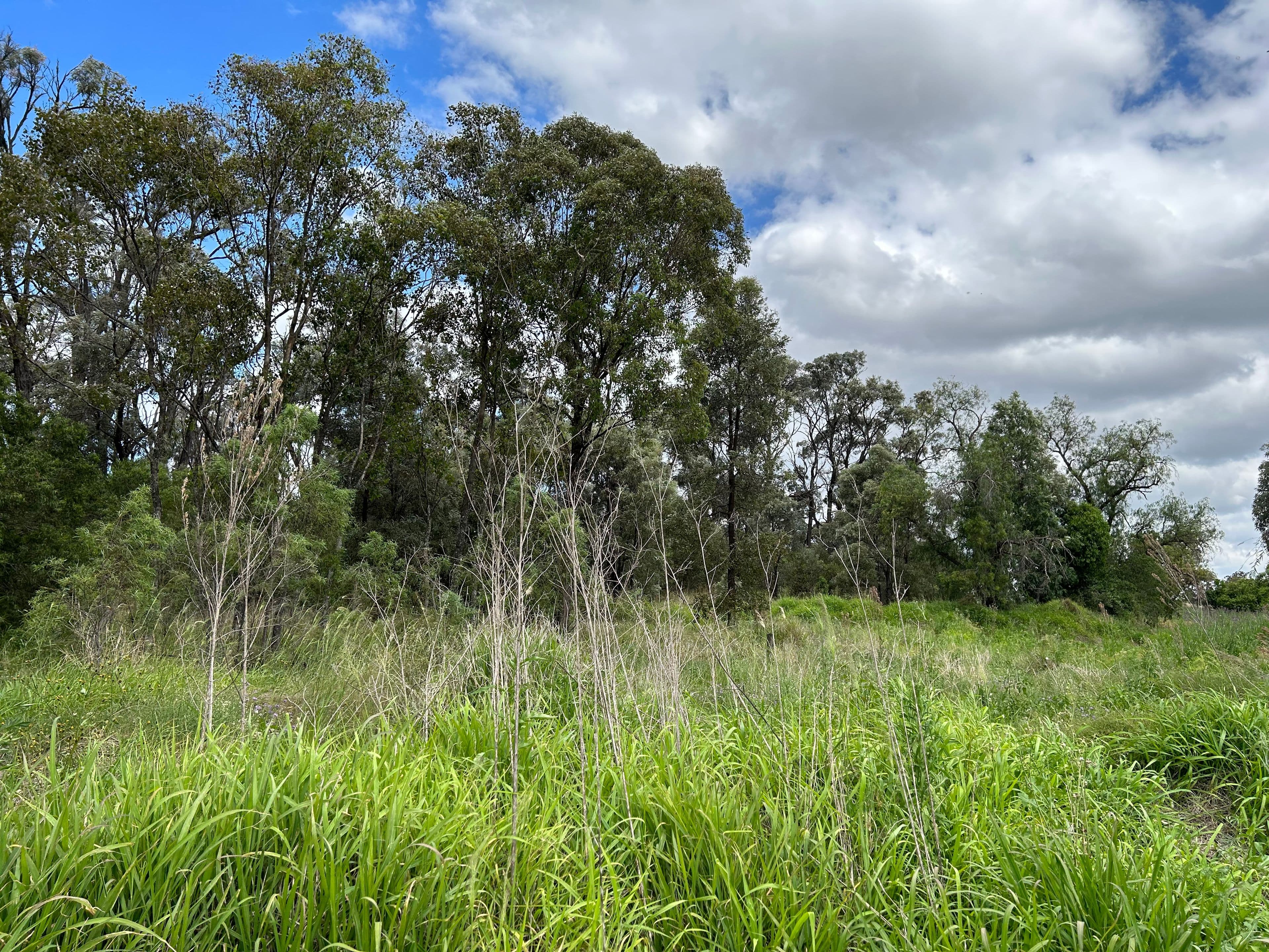 Brigalow Park School Road, MOUNT DARRY QLD 4352, Mount Darry - Thumbnail 6