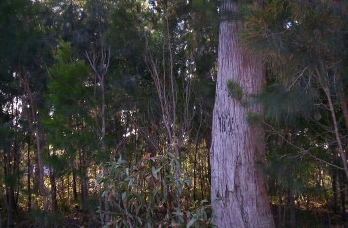 9 Topaz Street, RUSSELL ISLAND QLD 4184, Russell Island - Image 1