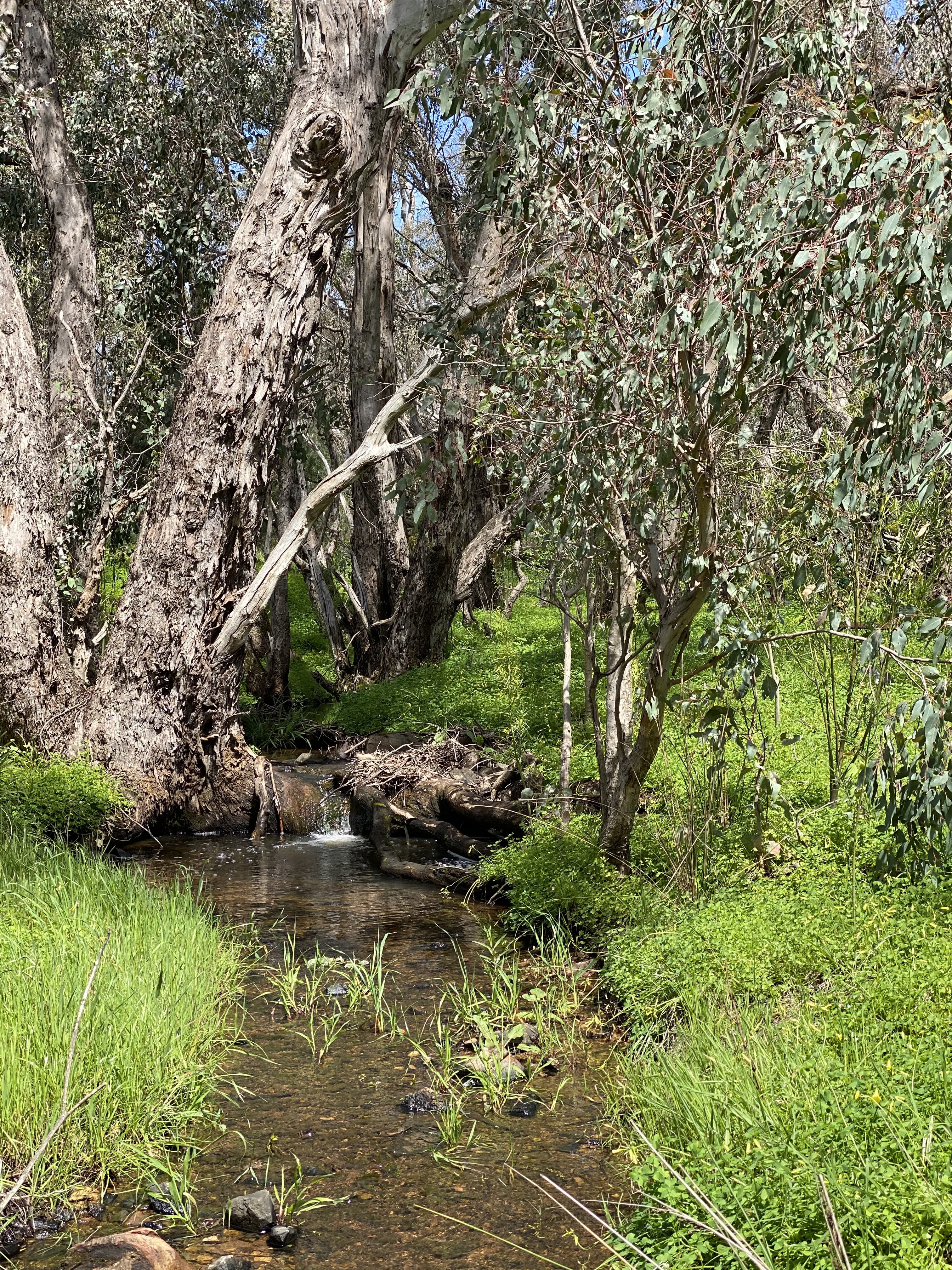 113 Edelweiss Heights, Bullsbrook WA 6084, Bullsbrook - Thumbnail 3