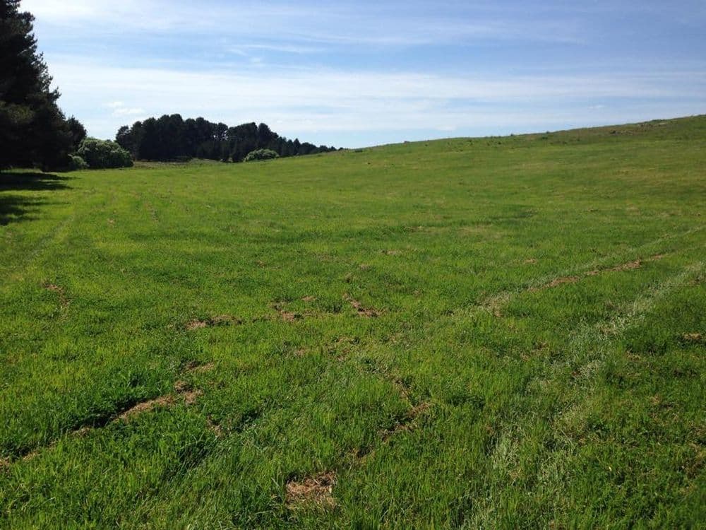 65 Aberfeldy Lane, Bungendore - Thumbnail 3