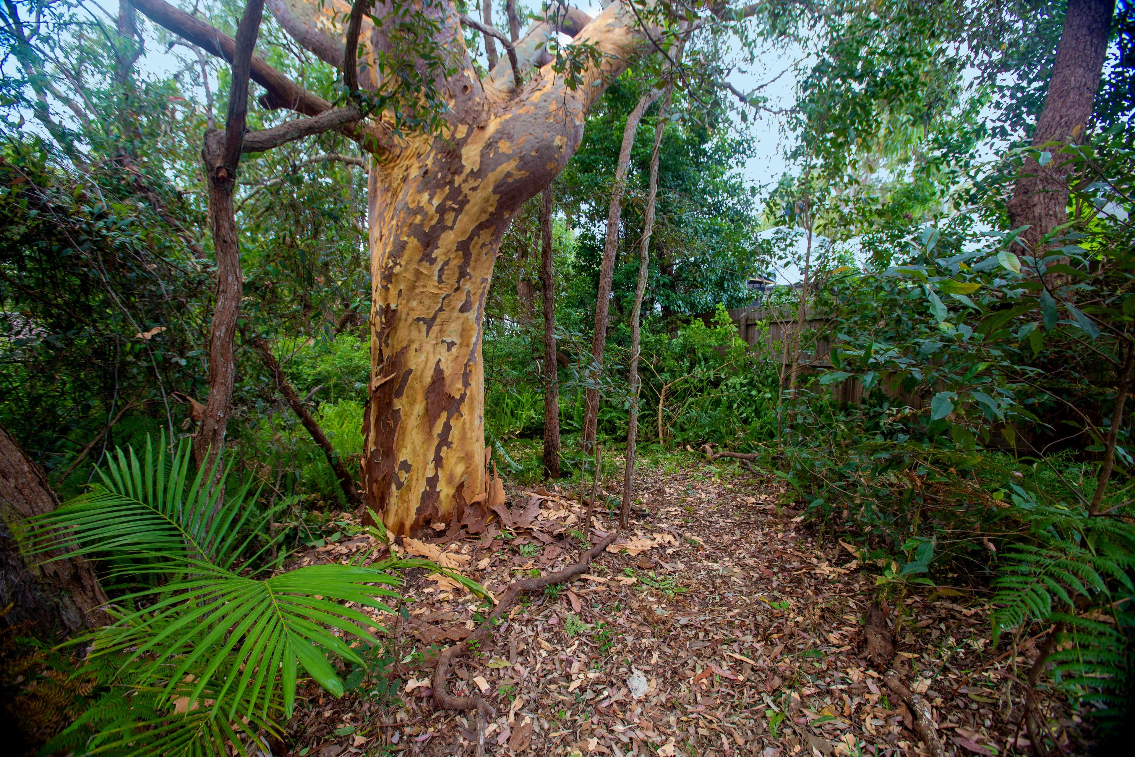 55 The Scenic Road, Killcare Heights NSW 2257, Killcare Heights - Thumbnail 4