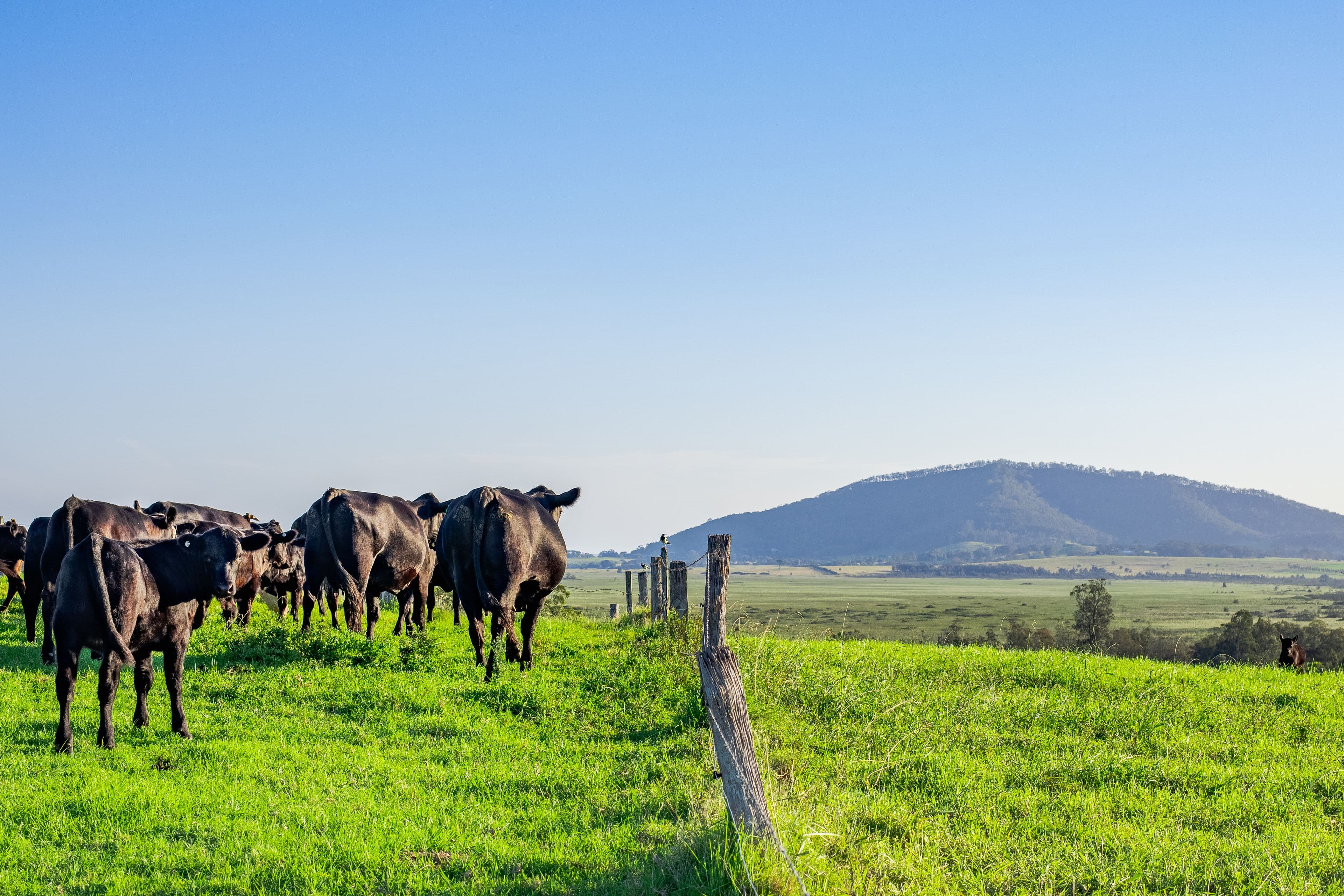 Lot 11 "Serenity Ridge", 510 Beach Road, Berry NSW 2535, Berry - Thumbnail 5