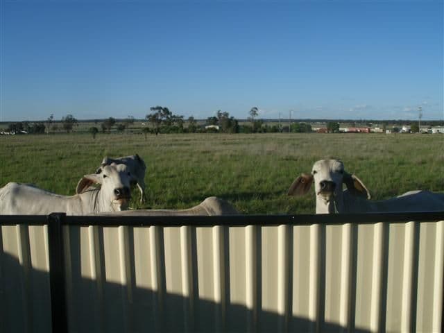 19 Robusta Drive, ROMA QLD 4455, Roma - Thumbnail 5