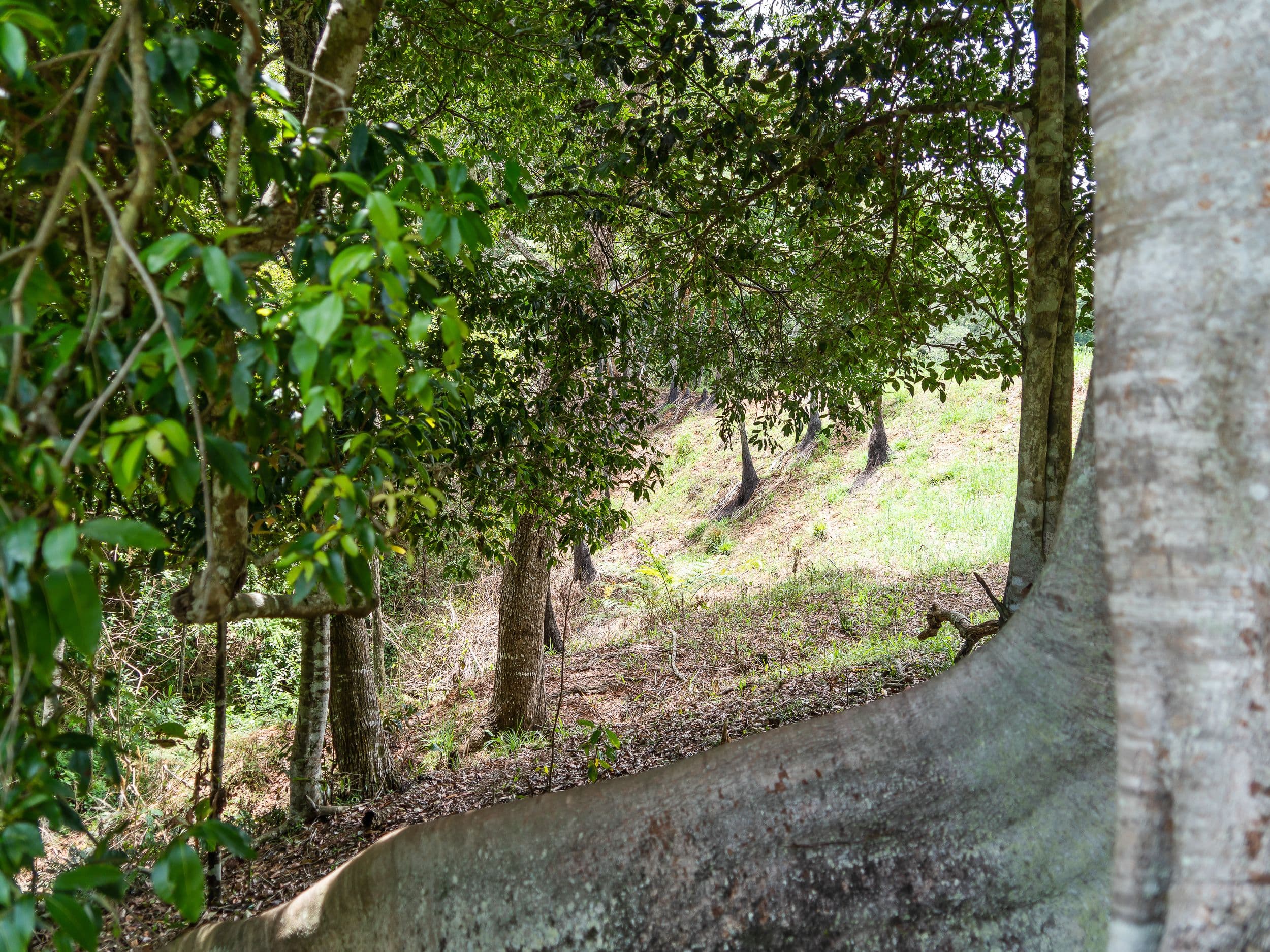 Belli Park QLD 4562, Belli Park - Thumbnail 7