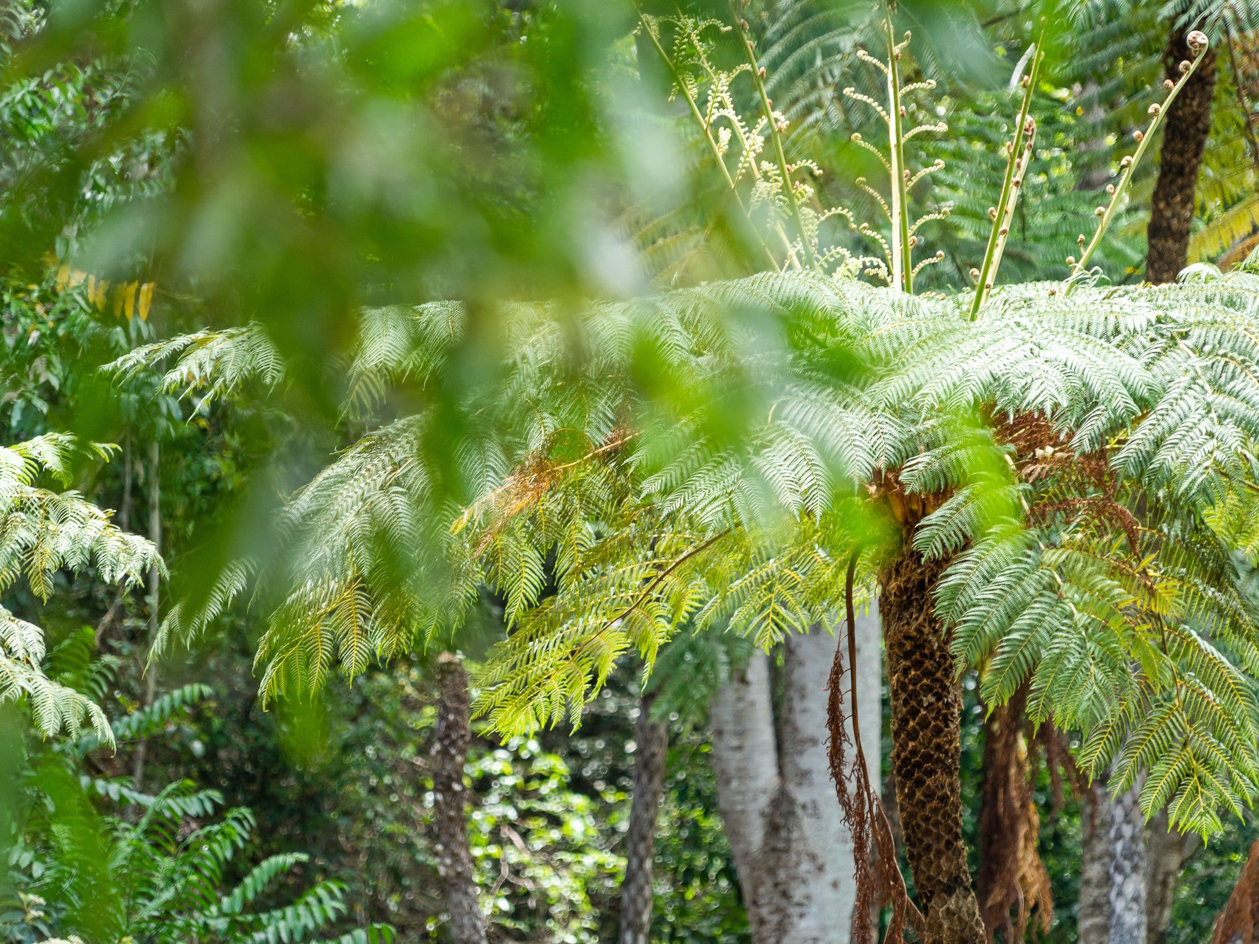 Belli Park QLD 4562, Belli Park - Thumbnail 8