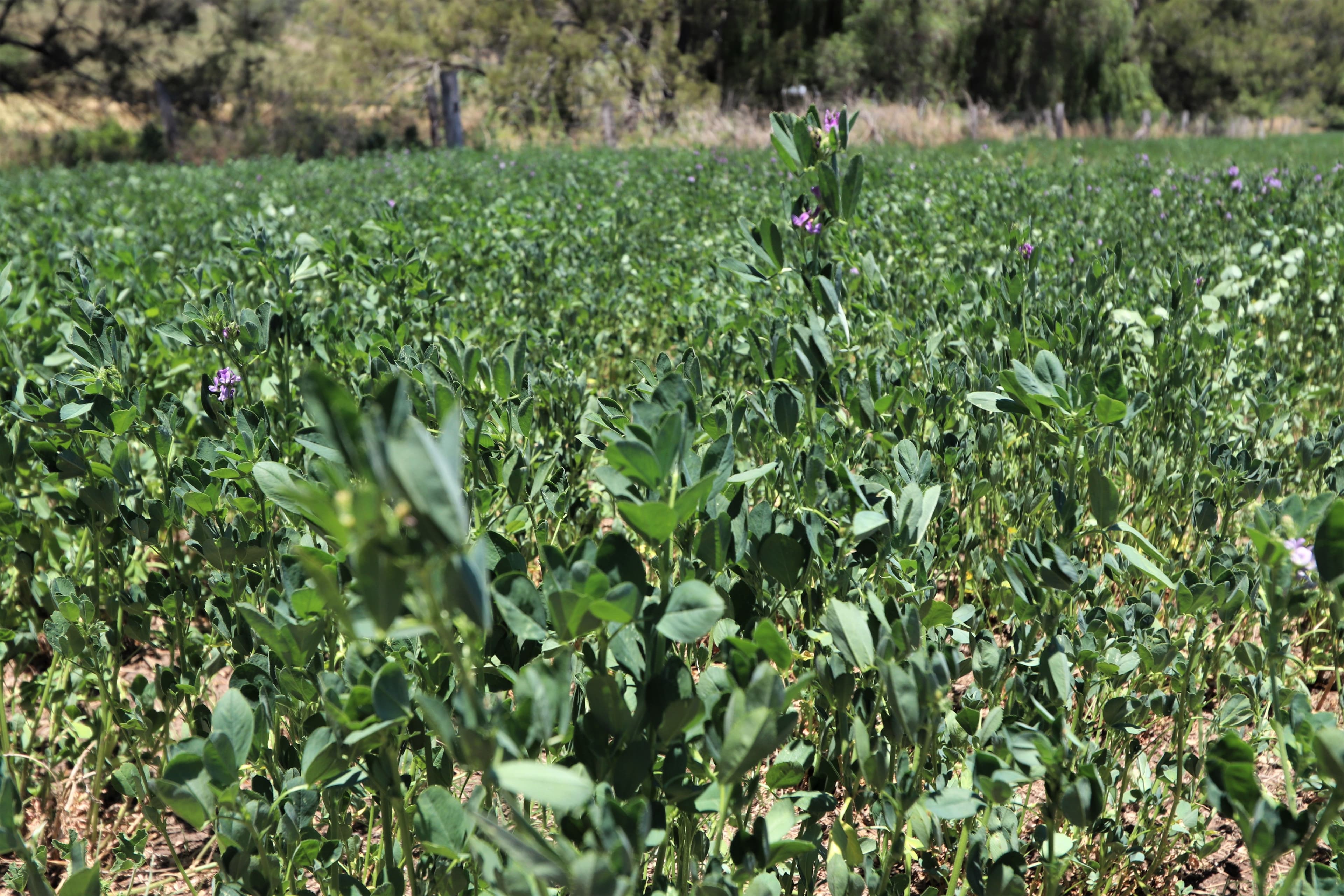 Lot 2 Border Road, Killarney QLD 4373, Killarney - Thumbnail 5