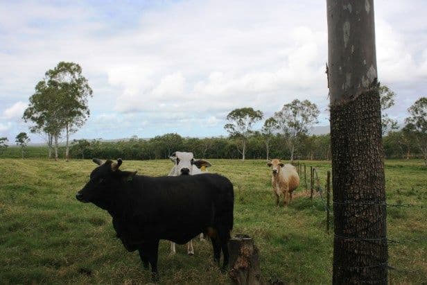 886 Sarina Beach Road, SARINA QLD 4737, Sarina Beach - Thumbnail 6