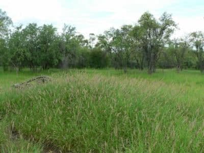 Lot 3 Frames Lane, Blackall QLD 4472, Blackall - Image 1