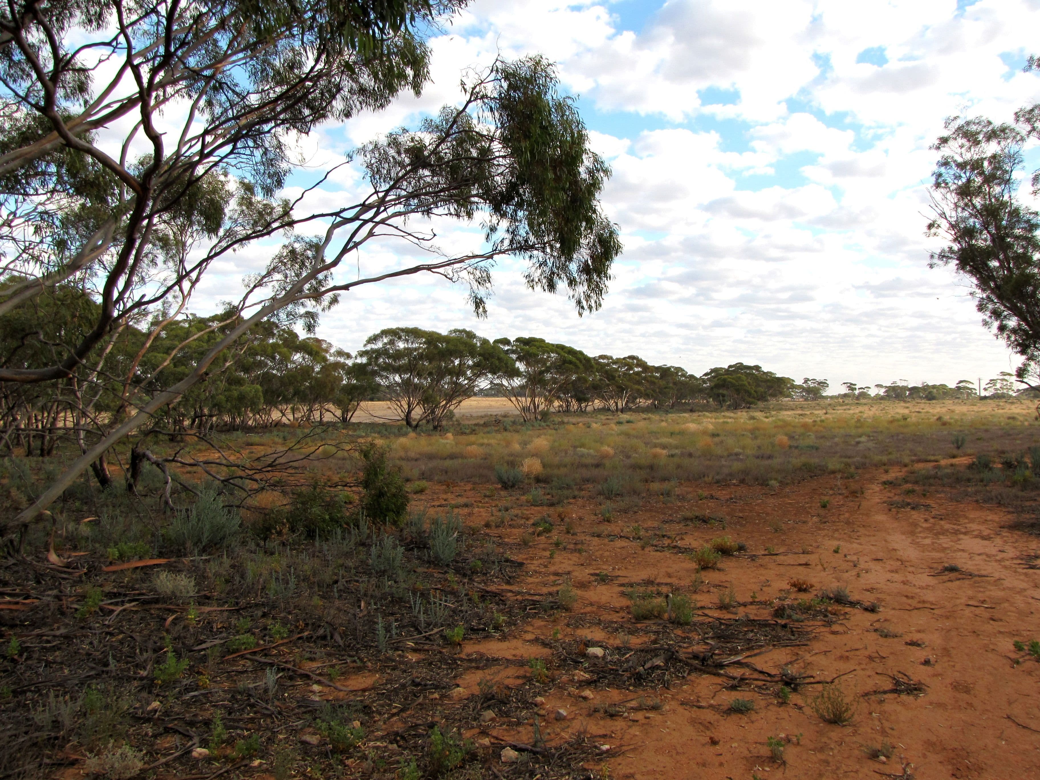 15578 Sturt Highway, Kingston On Murray SA 5331, Kingston On Murray - Thumbnail 3