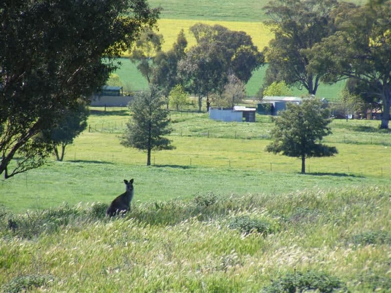 Lot 29 Kangaroo Flat Road, COWRA NSW 2794, Cowra - Thumbnail 3