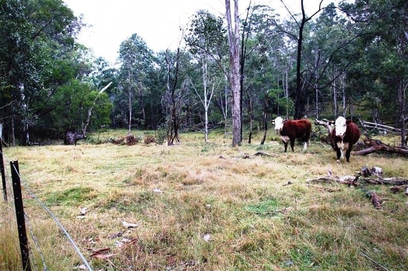 Lot 1 Putty Road, Garland Valley NSW 2330, Garland Valley - Thumbnail 7