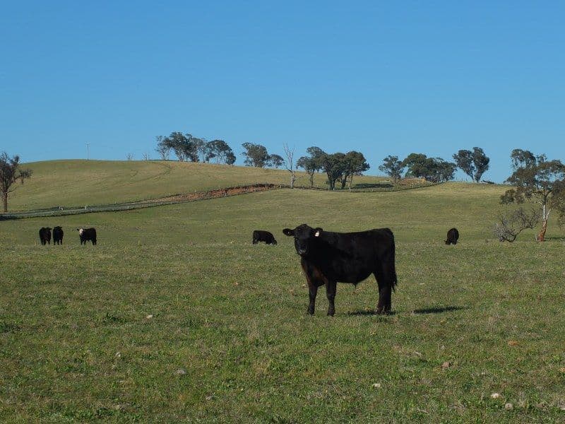 Lot 6 O''Connell Plains Road, O'Connell NSW 2795, O'Connell - Thumbnail 5