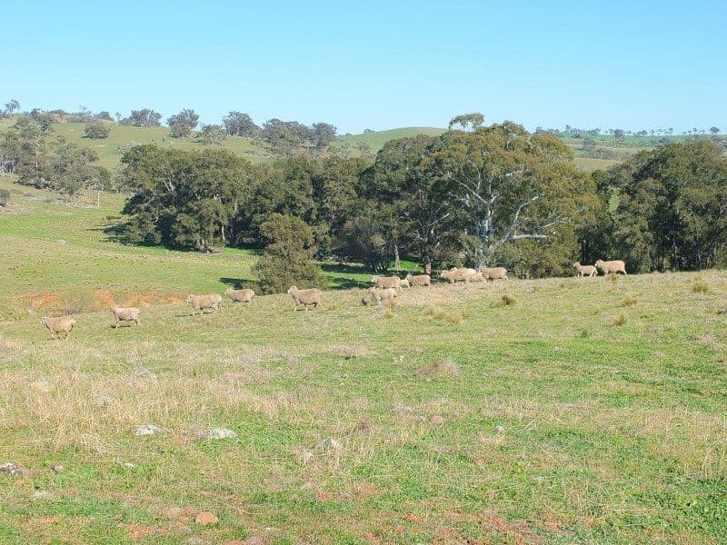 Lot 6 O''Connell Plains Road, O'Connell NSW 2795, O'Connell - Thumbnail 8
