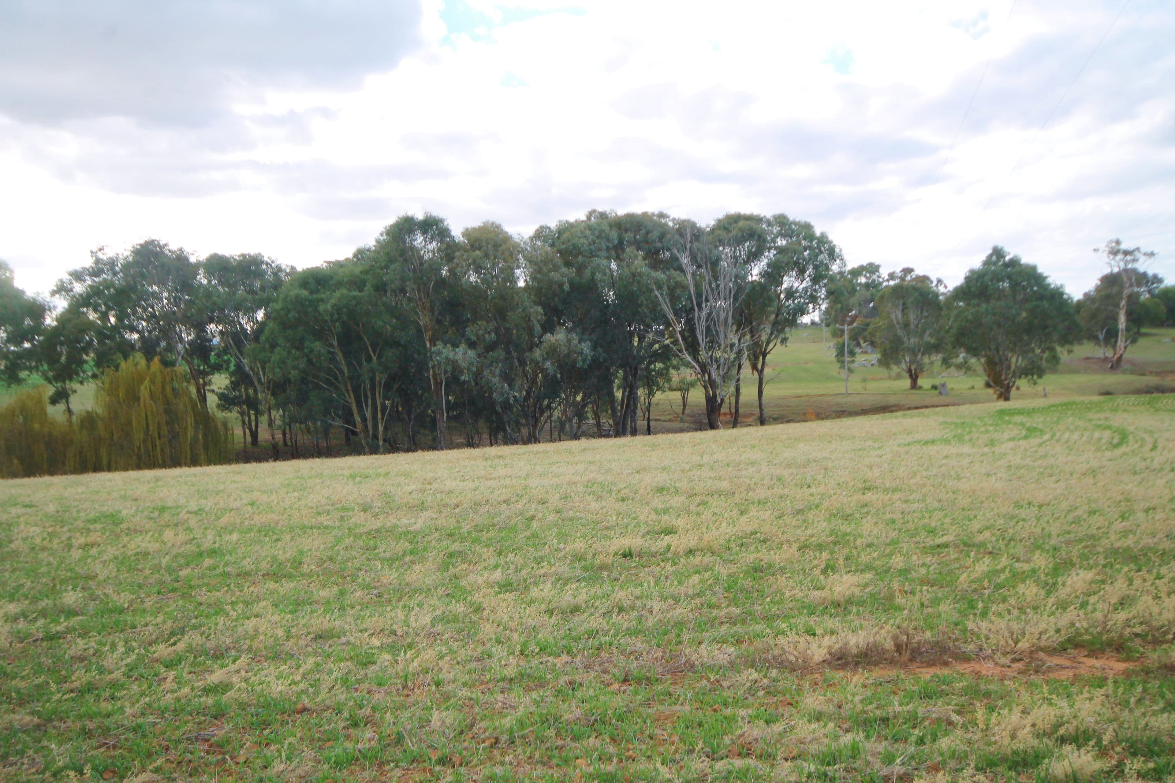 (Part) 373 Milvale Road, Young NSW 2594, Young - Image 1