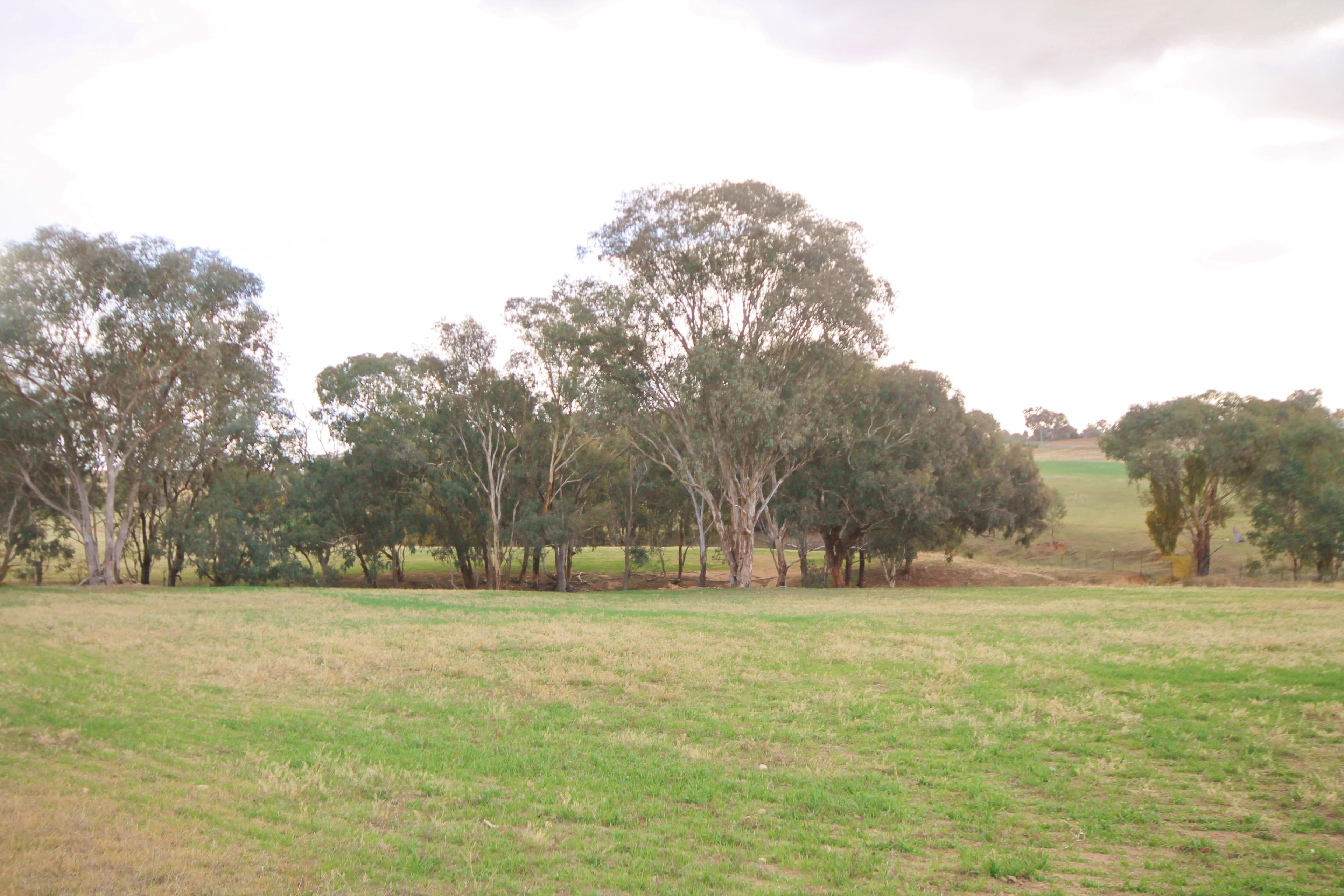 (Part) 373 Milvale Road, Young NSW 2594, Young - Thumbnail 3