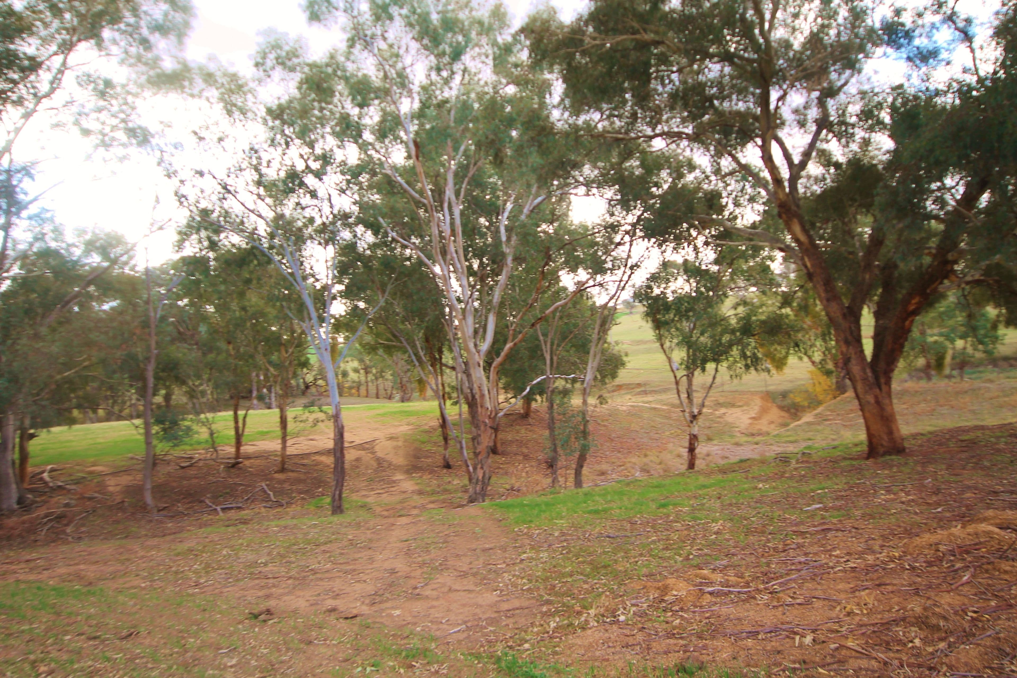 (Part) 373 Milvale Road, Young NSW 2594, Young - Thumbnail 4