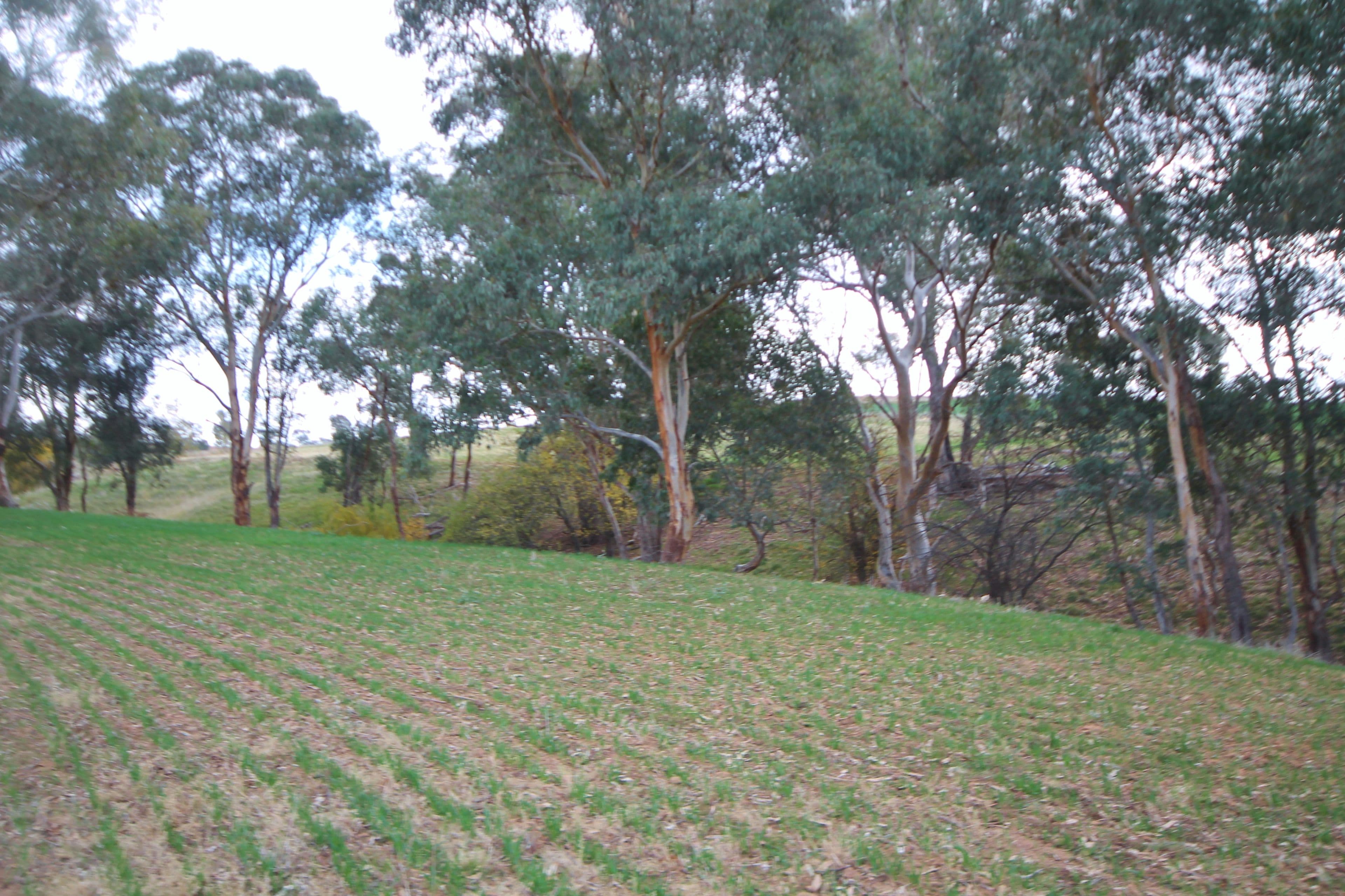 (Part) 373 Milvale Road, Young NSW 2594, Young - Thumbnail 5